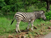 045  zebra.JPG